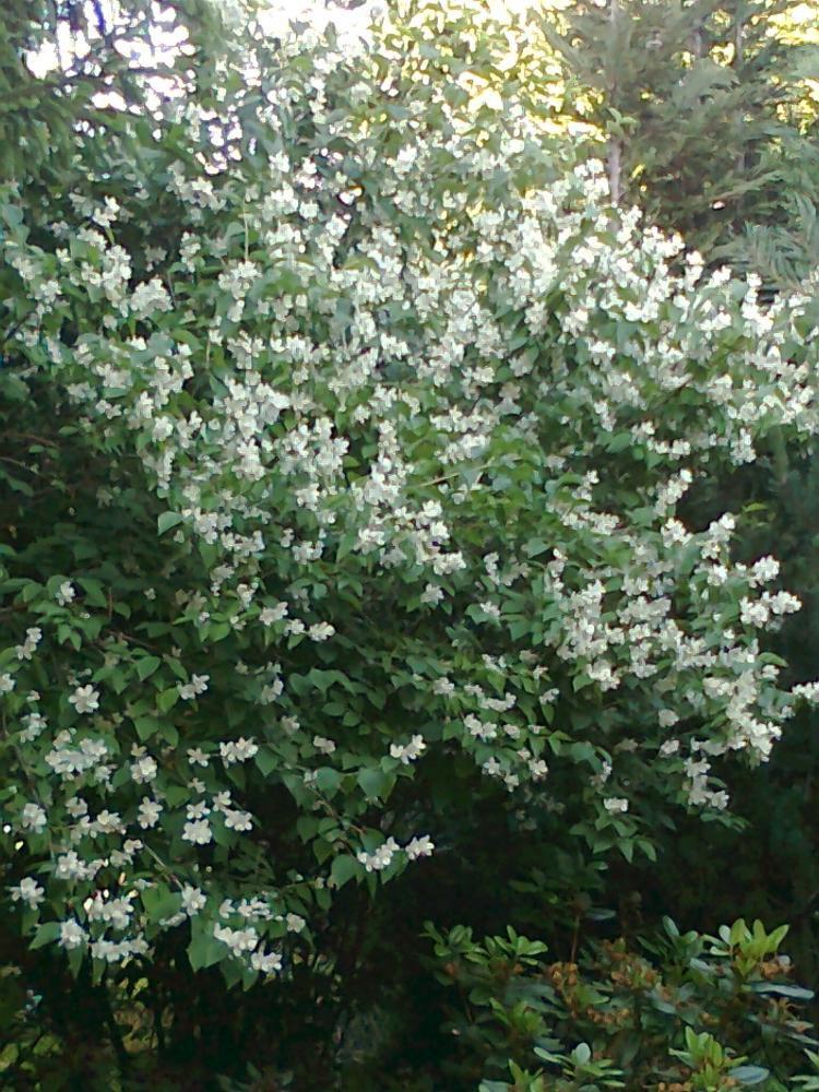 Mój ukochany ogródek, zdjęcie 12