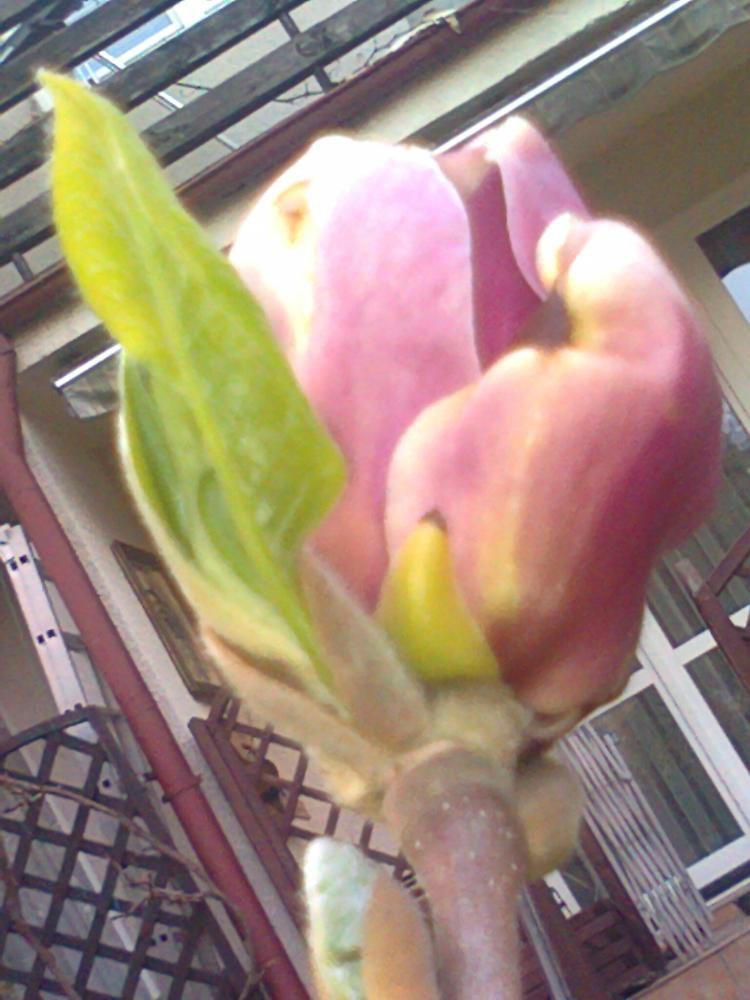 Mój ukochany ogródek, zdjęcie 6