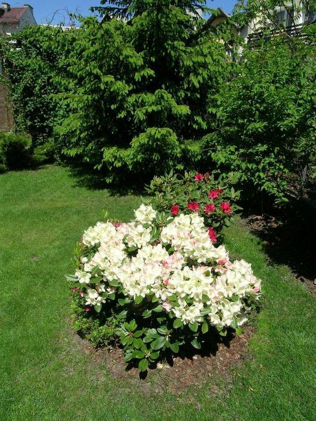 Mój ukochany ogródek, zdjęcie 36