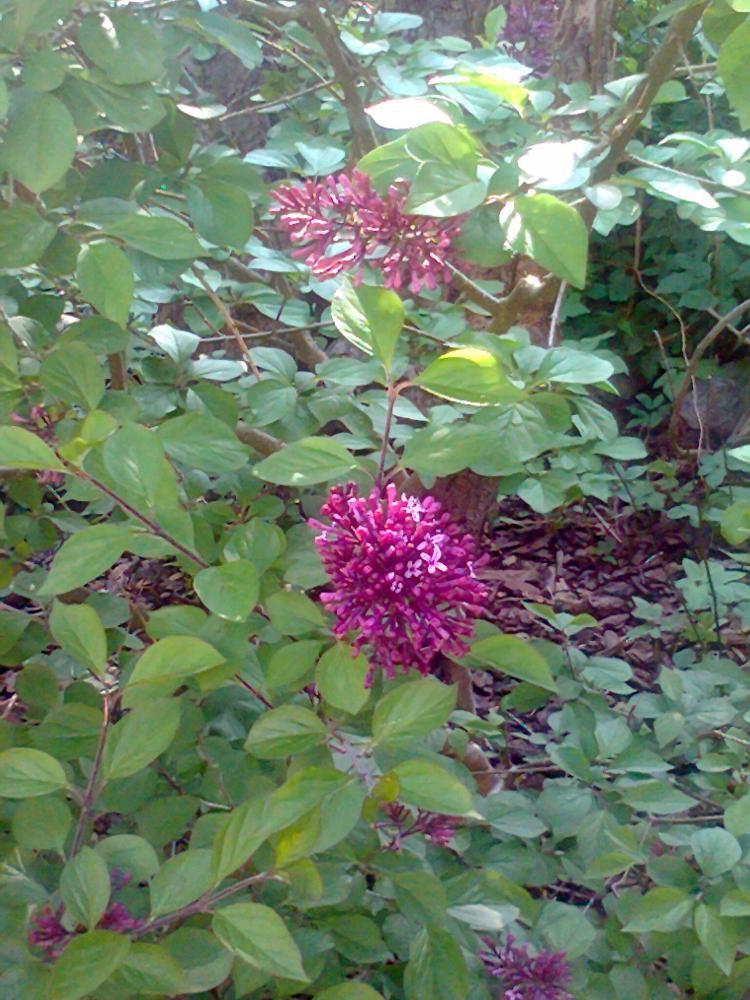 Mój ukochany ogródek, zdjęcie 11