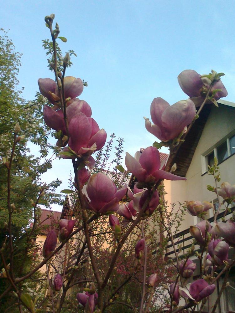 Mój ukochany ogródek, zdjęcie 35