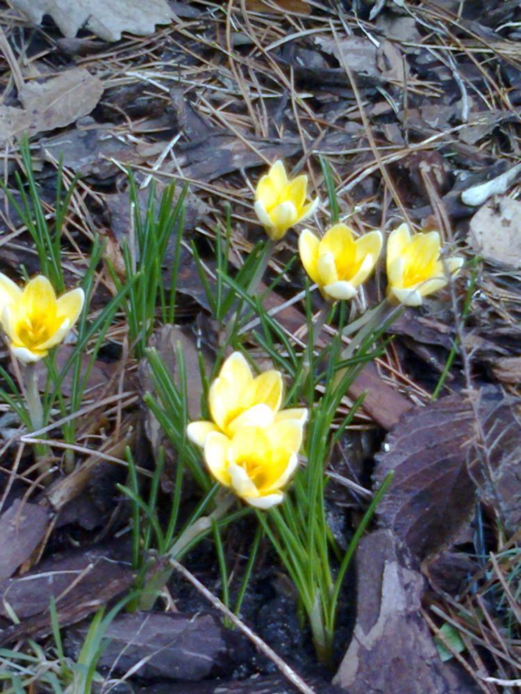 Mój ukochany ogródek, zdjęcie 24