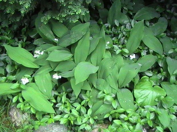 Mój ukochany ogródek, zdjęcie 4