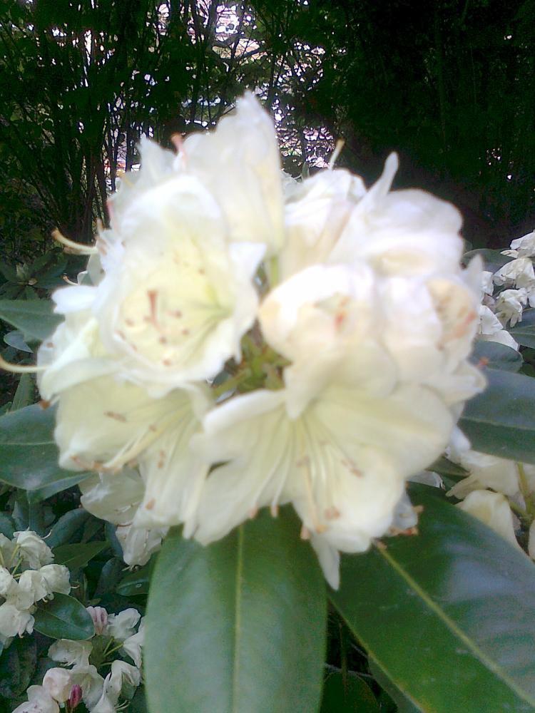 Mój ukochany ogródek, zdjęcie 7