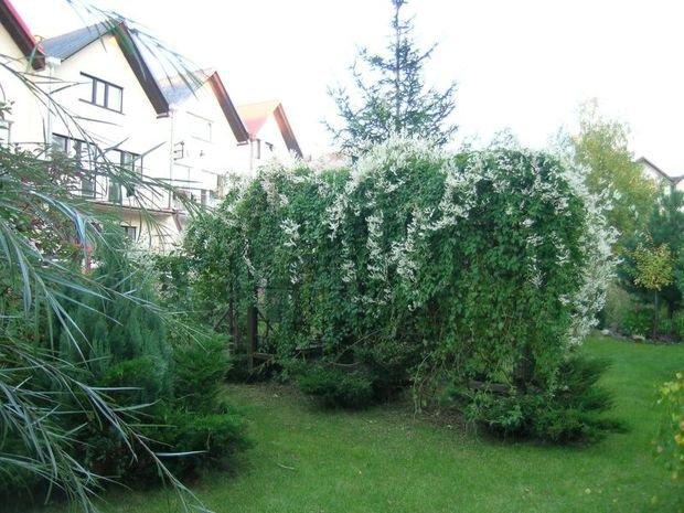 Mój ukochany ogródek, zdjęcie 20