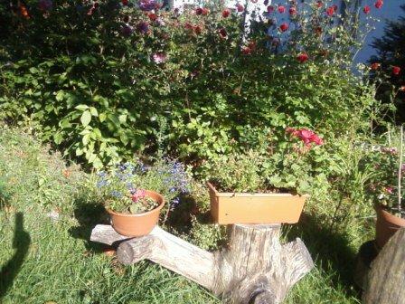 Kwiatki , zdjęcie 1