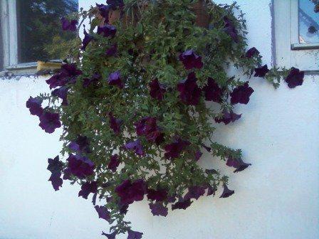 Kwiatki , zdjęcie 3