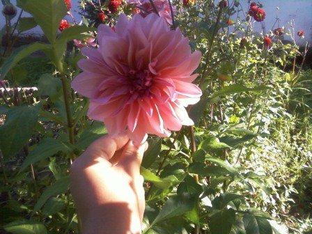 Kwiatki , zdjęcie 9