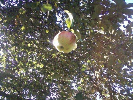 Kwiatki , zdjęcie 13