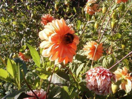 Kwiatki , zdjęcie 6