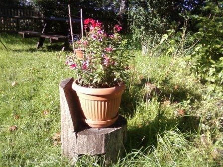 Kwiatki , zdjęcie 5