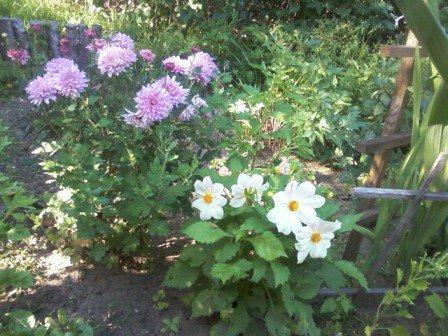 Kwiatki , zdjęcie 10