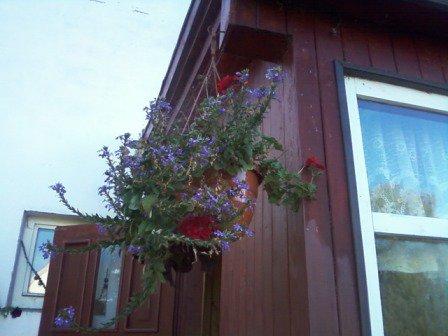 Kwiatki , zdjęcie 14