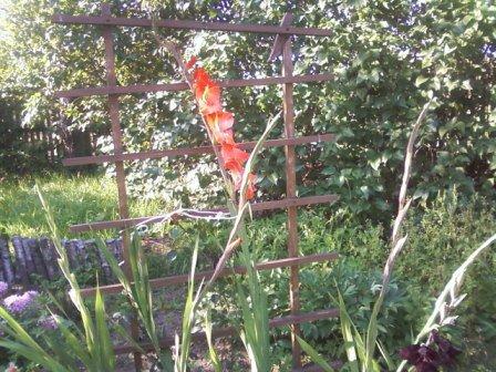 Kwiatki , zdjęcie 11