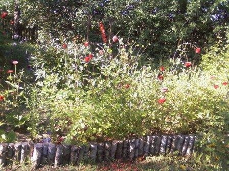 Kwiatki , zdjęcie 4