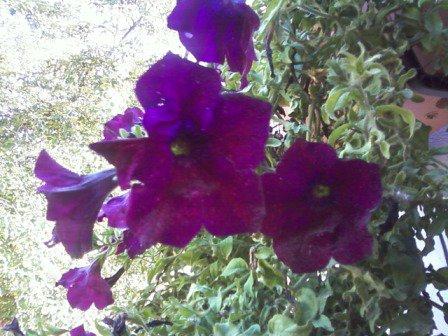 Kwiatki , zdjęcie 15