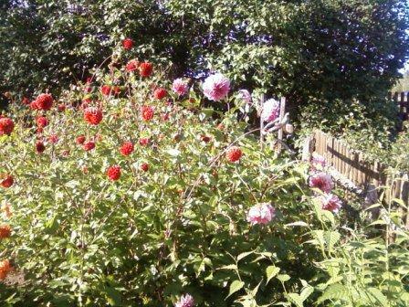 Kwiatki , zdjęcie 2