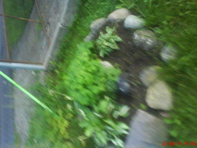 ogródek przy domu mojej narzeczonej, zdjęcie 7