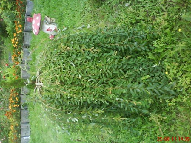 ogródek przy domu mojej narzeczonej, zdjęcie 29