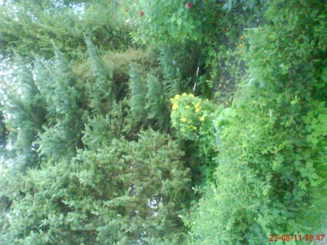 ogródek przy domu mojej narzeczonej, zdjęcie 20