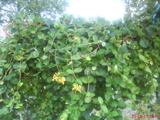 ogródek przy domu mojej narzeczonej, zdjęcie 3