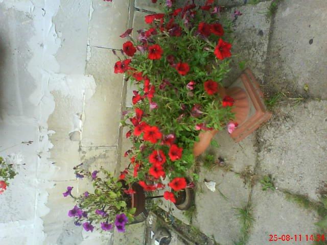 ogródek przy domu mojej narzeczonej, zdjęcie 28