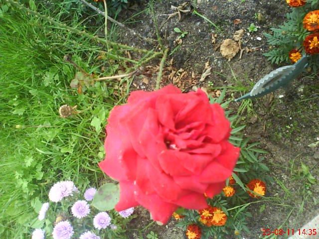 ogródek przy domu mojej narzeczonej, zdjęcie 32