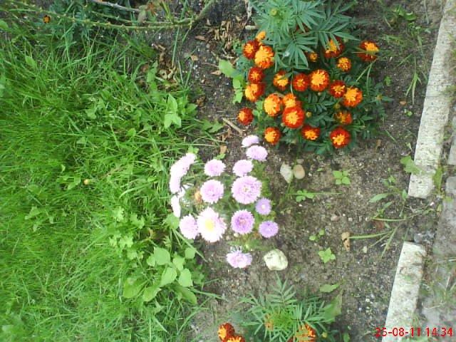 ogródek przy domu mojej narzeczonej, zdjęcie 27