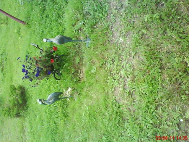 ogródek przy domu mojej narzeczonej, zdjęcie 30