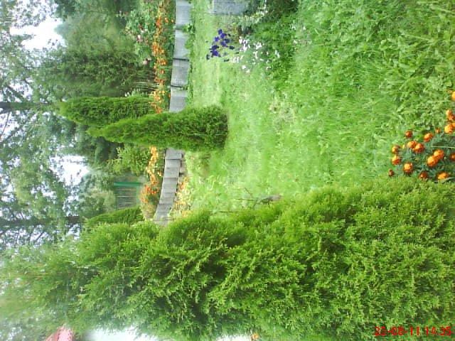 ogródek przy domu mojej narzeczonej, zdjęcie 31