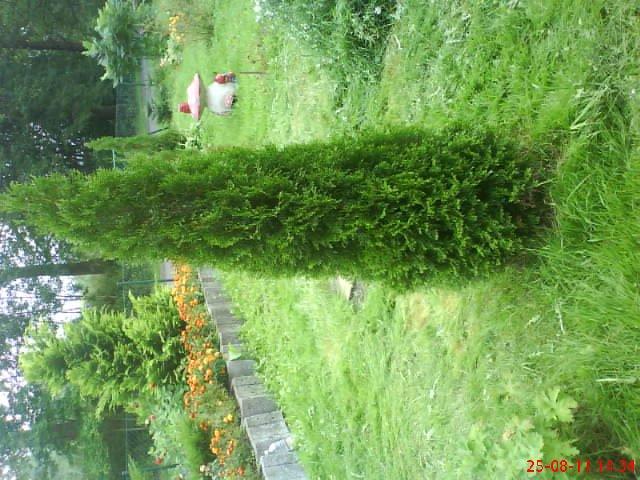 ogródek przy domu mojej narzeczonej, zdjęcie 25