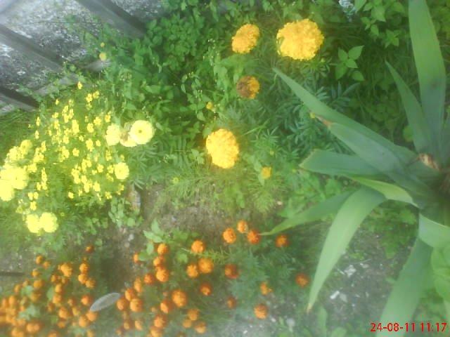 ogródek przy domu mojej narzeczonej, zdjęcie 23