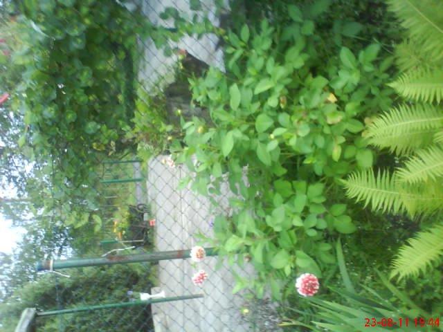 ogródek przy domu mojej narzeczonej, zdjęcie 4