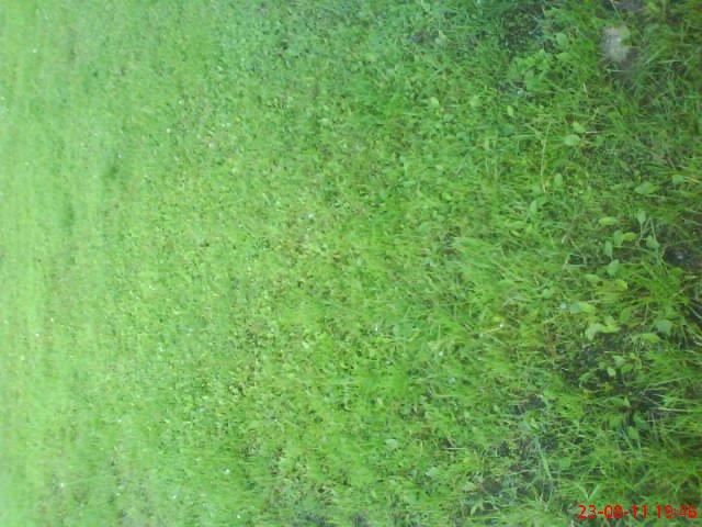 ogródek przy domu mojej narzeczonej, zdjęcie 13