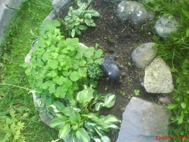 ogródek przy domu mojej narzeczonej, zdjęcie 8