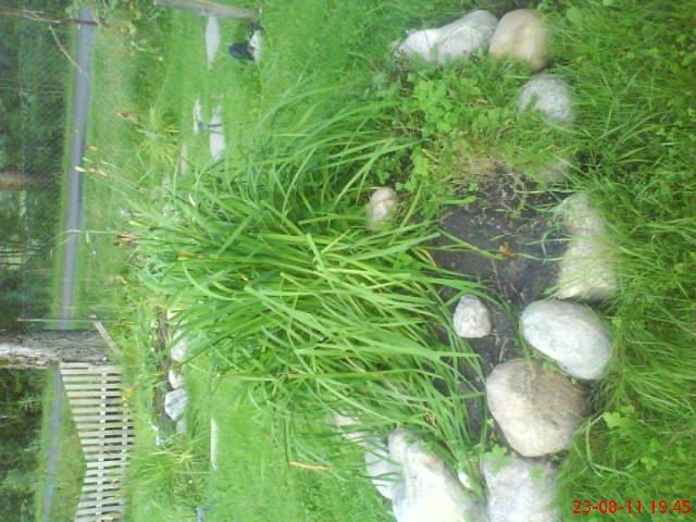 ogródek przy domu mojej narzeczonej, zdjęcie 5