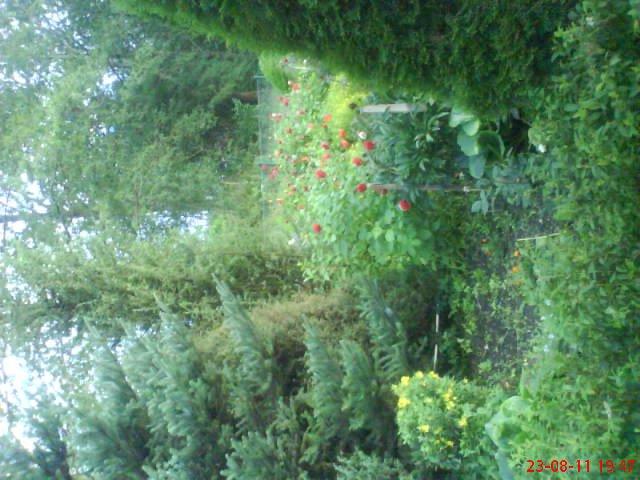 ogródek przy domu mojej narzeczonej, zdjęcie 19