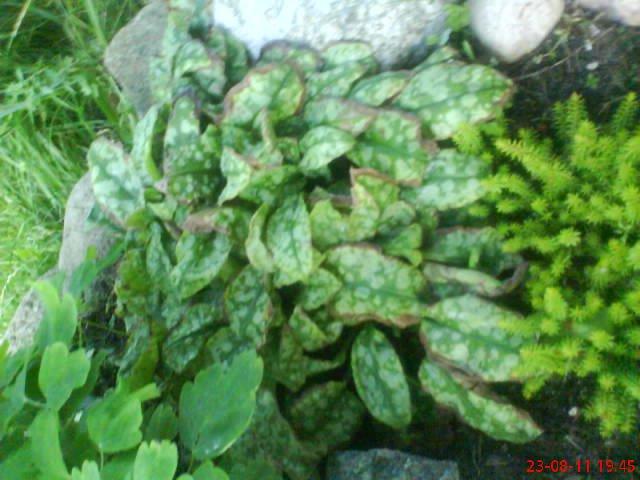 ogródek przy domu mojej narzeczonej, zdjęcie 11