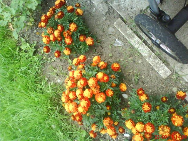 ogródek przy domu mojej narzeczonej, zdjęcie 26