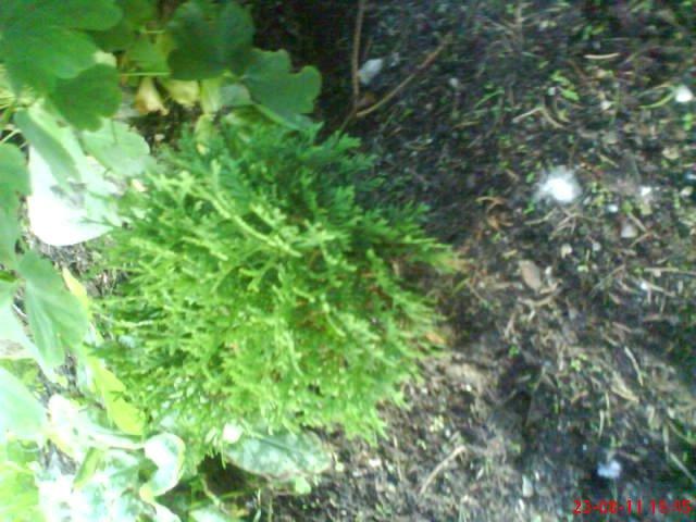 ogródek przy domu mojej narzeczonej, zdjęcie 10