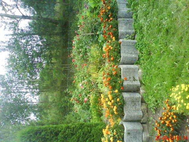 ogródek przy domu mojej narzeczonej, zdjęcie 24