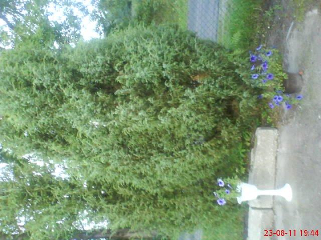 ogródek przy domu mojej narzeczonej, zdjęcie 2