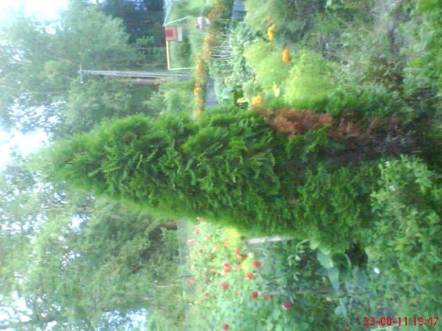 ogródek przy domu mojej narzeczonej, zdjęcie 18