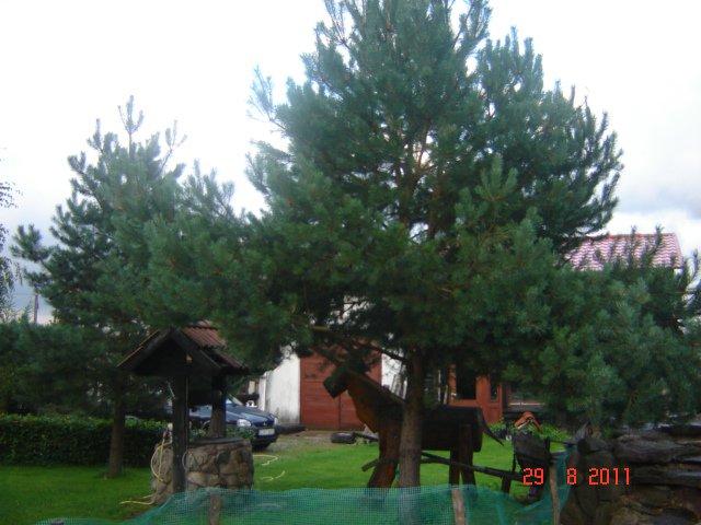 podwórko, klomby, ogródek, zdjęcie 3