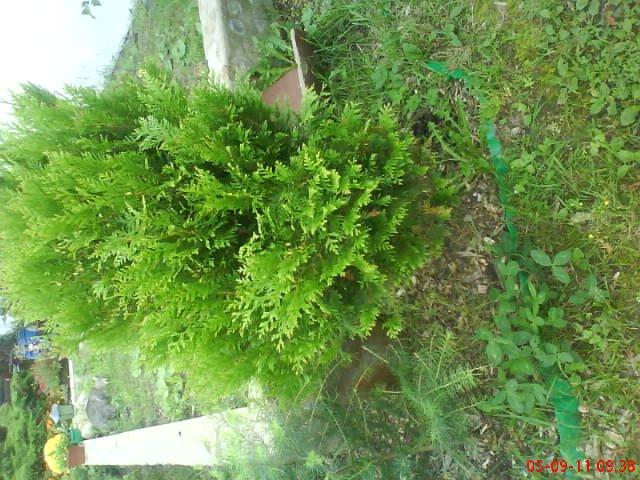 ogródek przy domu moich znajomych część druga, zdjęcie 9