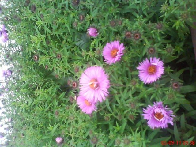 ogródek przy domu moich znajomych część druga, zdjęcie 8