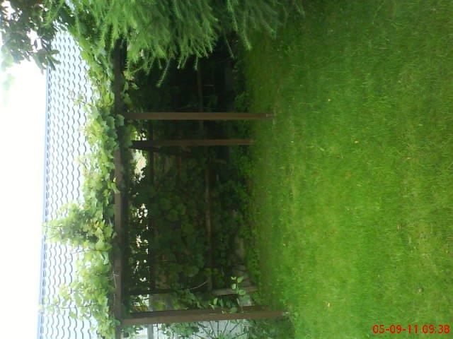 ogródek przy domu moich znajomych część druga, zdjęcie 7