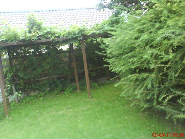 ogródek przy domu moich znajomych część druga, zdjęcie 2