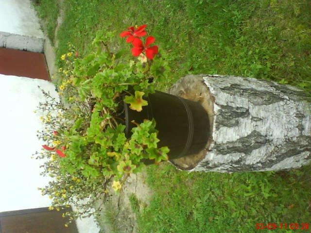 ogródek przy domu moich znajomych część druga, zdjęcie 12