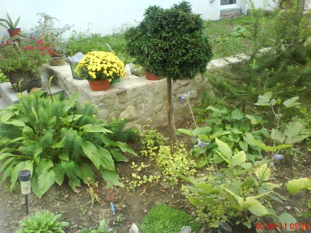 ogródek kwiatowy przy domu moich znajomych część pierwsza:>, zdjęcie 13